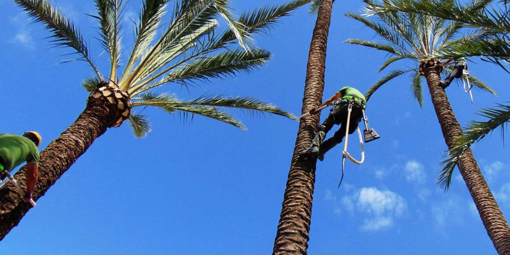 Poda y trepa de palmera